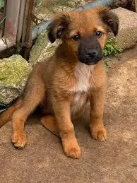 Foto de Canelo
