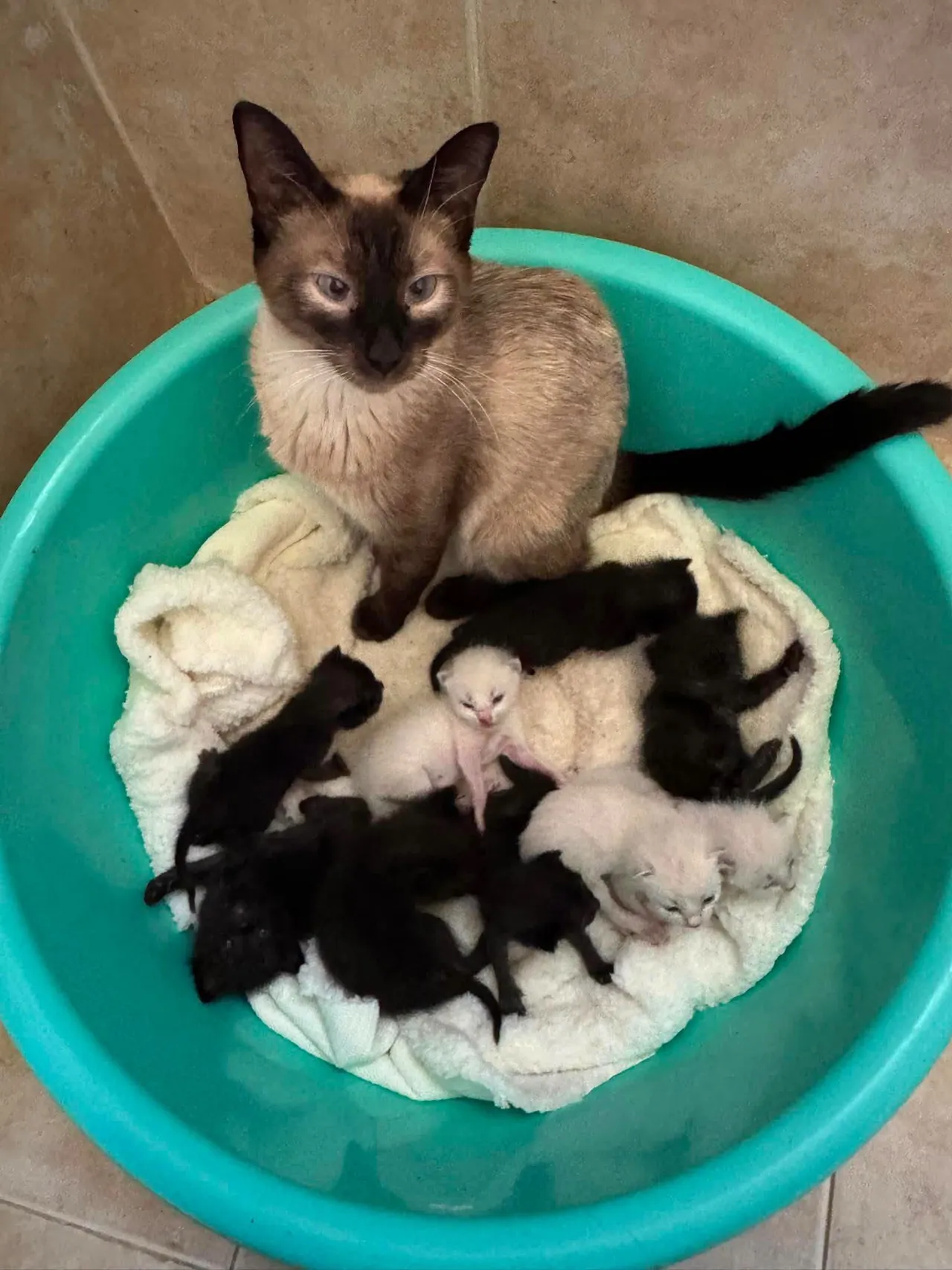 Gata siamés sentada en una tina junto a su camada de diez gatitos recién nacidos