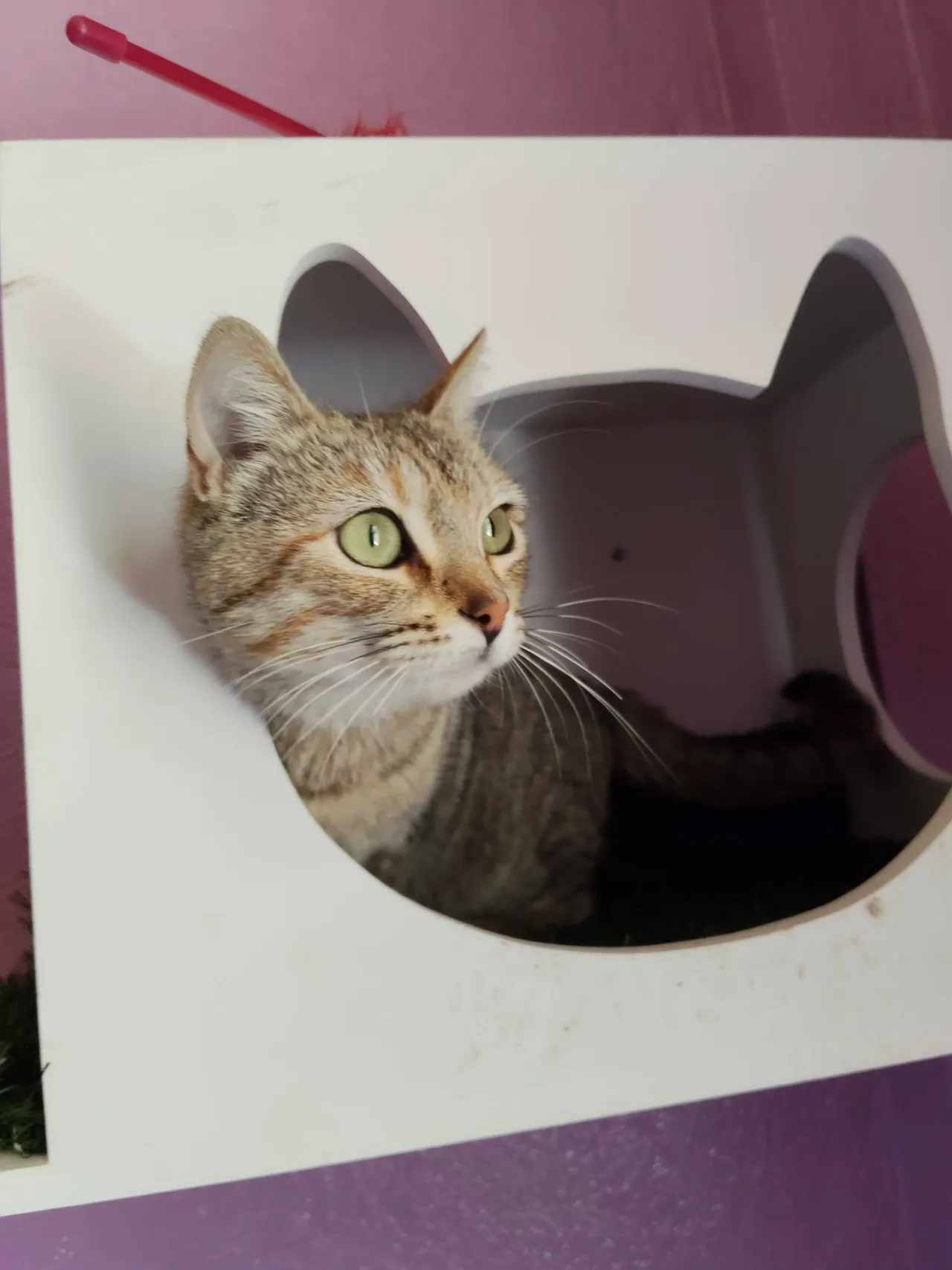 Gata atigrada de ojos verdes asomada en su casita de madera