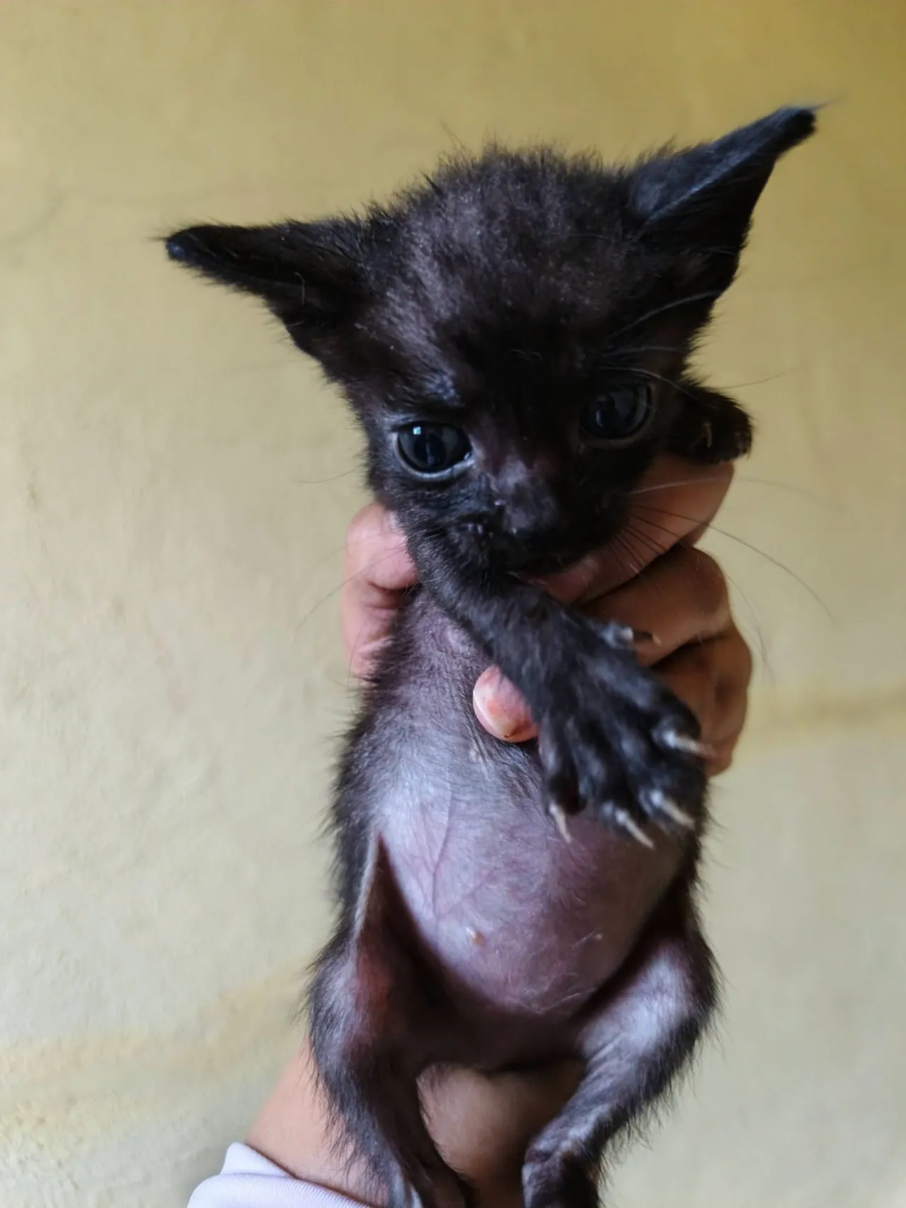 Gatito negro cargado con una mano