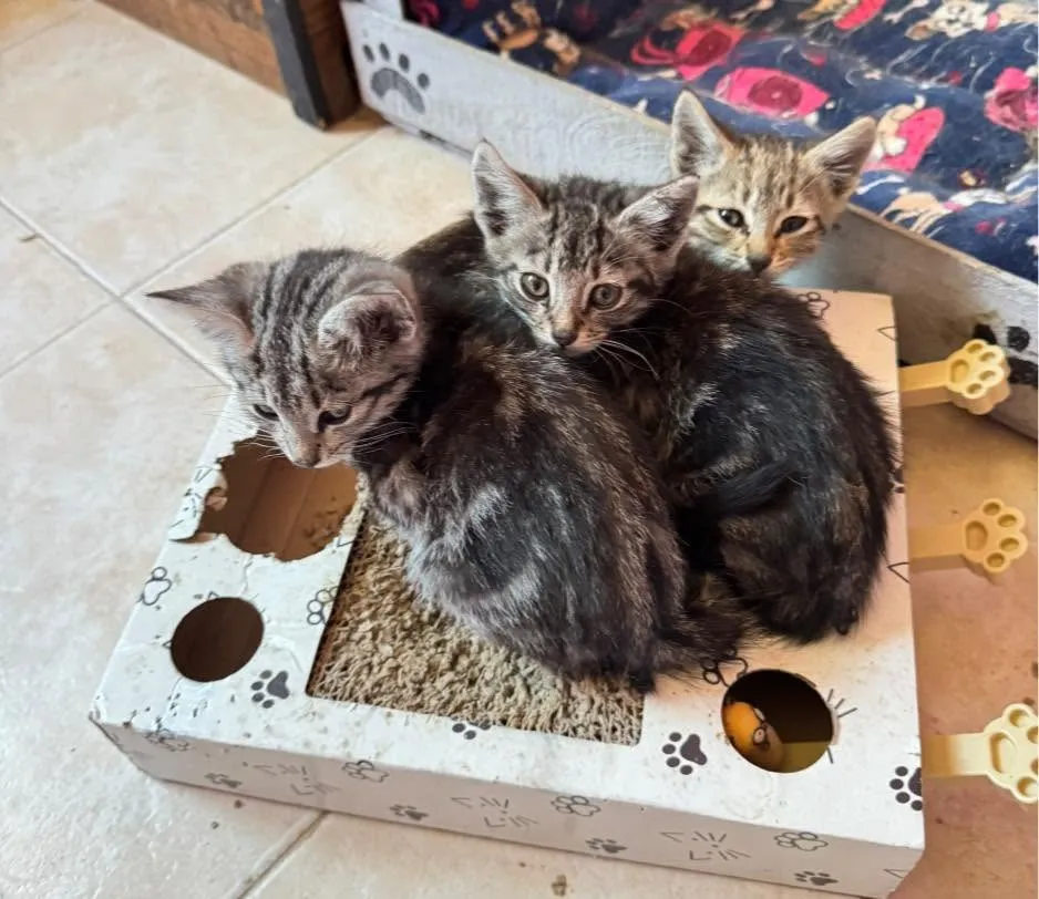 Tres gatitos atigrados juntos sobre una caja rascadora