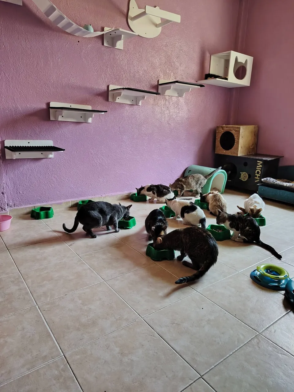 Gatos del refugio comiendo de sus platos en el cuarto de los gatos
