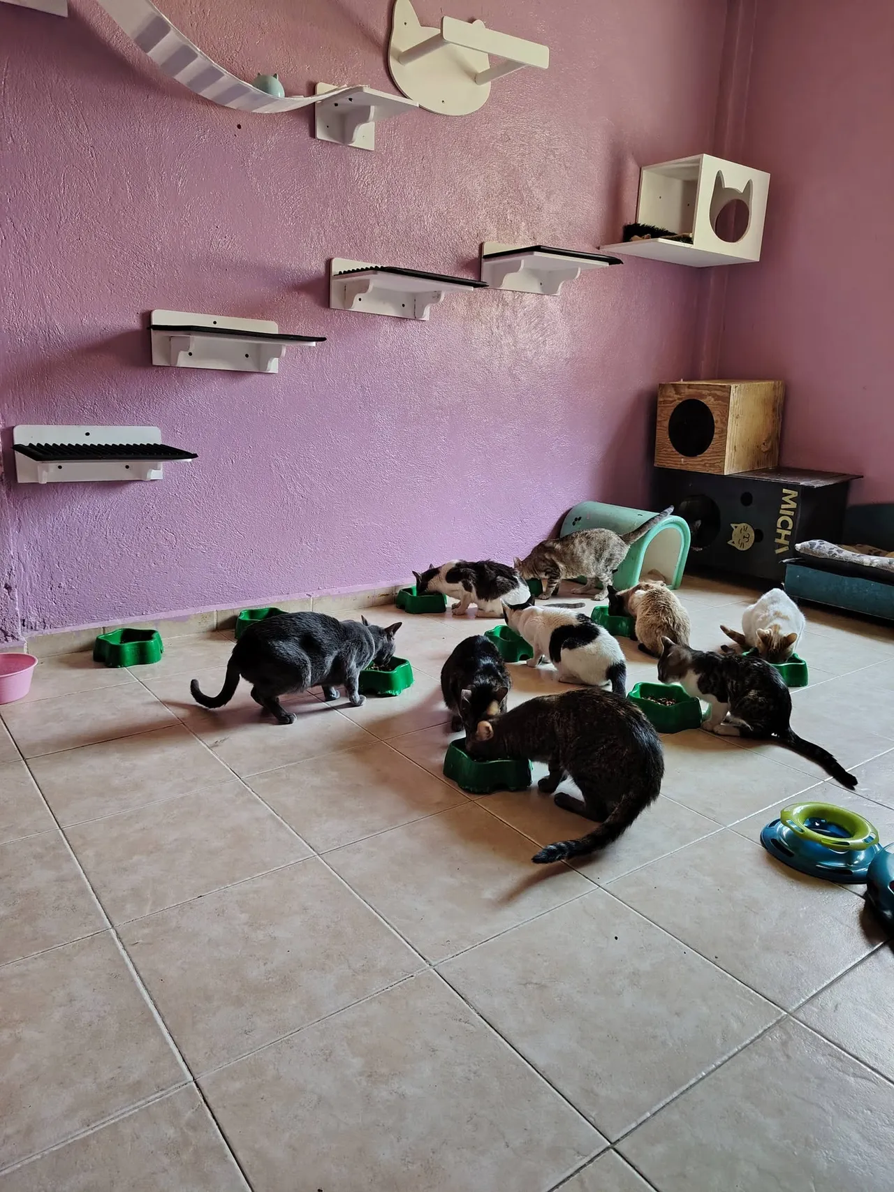 Gatos del refugio comiendo de sus platos en el cuarto de los gatos