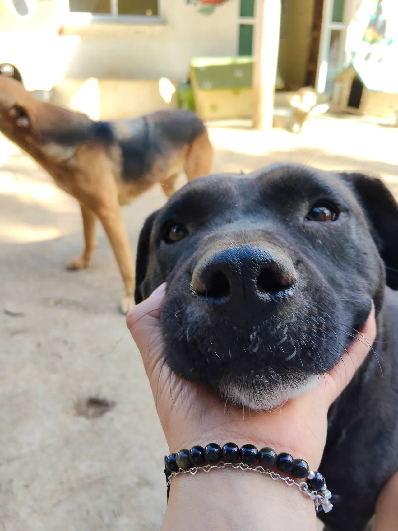 Perro negro recargando el hocico en la mano de una persona