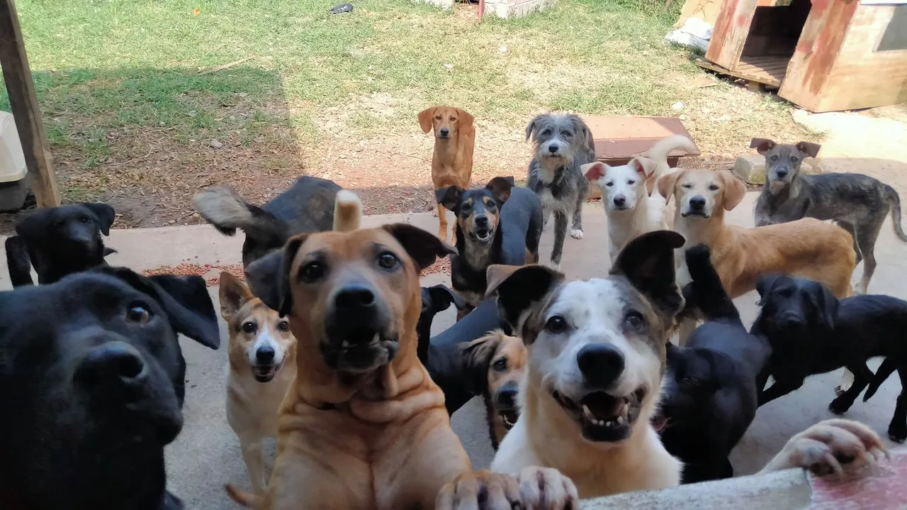 Grupo de perros del refugio mirando a la cámara en el patio