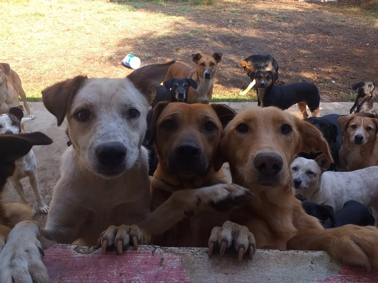 Tres perros del refugio asomados a la barda, con más perros en el patio detrás