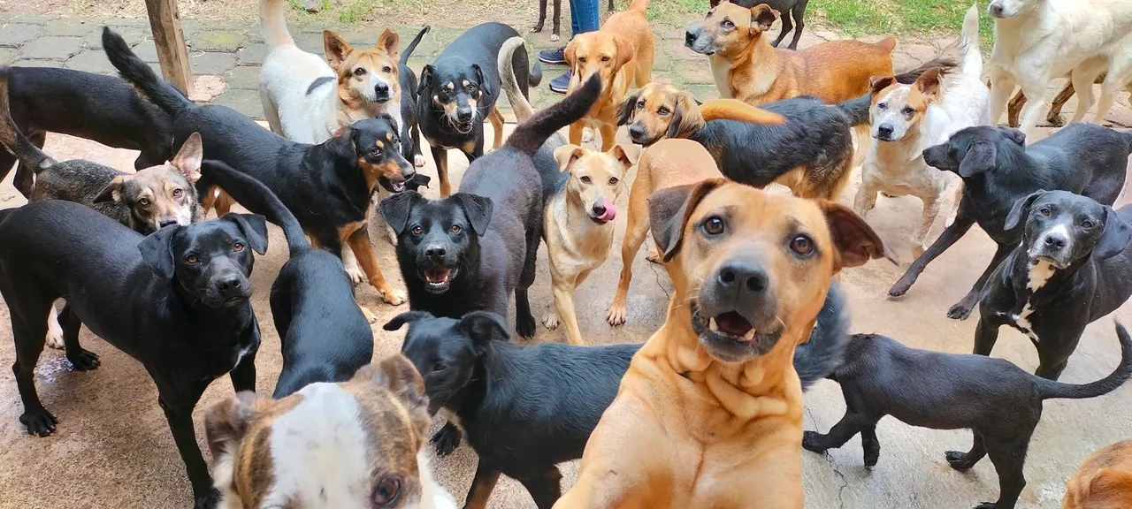 Decenas de perros del refugio rodeando a quien toma la foto en el patio